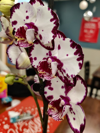 Grocery Store «Fred Meyer», reviews and photos, 18805 US-2, Monroe, WA 98272, USA