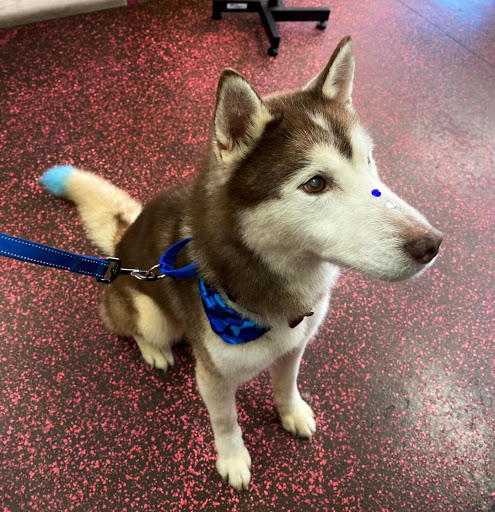 Pet Store «Woof Gang Bakery & Grooming Apopka», reviews and photos, 1511 Rock Springs Rd, Apopka, FL 32712, USA