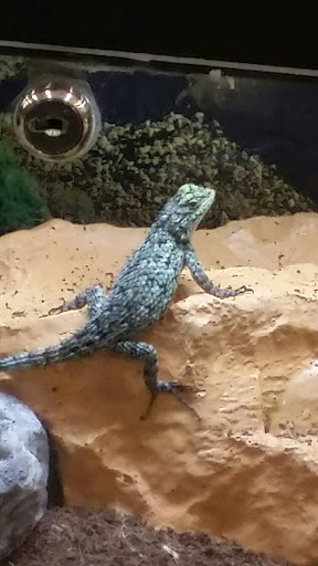 Pet Supply Store «Pet Supplies Plus», reviews and photos, 4405 Milestrip Rd, Blasdell, NY 14219, USA