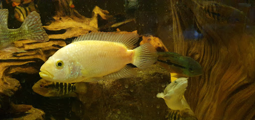 Tropical Fish Store «America Aquaria», reviews and photos, 3485 N 124th St, Brookfield, WI 53005, USA