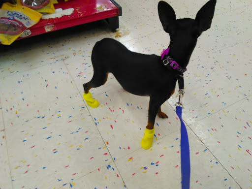 Pet Supply Store «Petco Animal Supplies», reviews and photos, 22631 Gratiot Ave, Eastpointe, MI 48021, USA