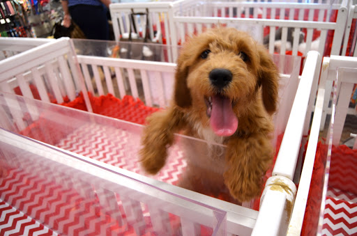 Pet Store «Charm City Puppies», reviews and photos, 8205 Snowden River Pkwy, Columbia, MD 21045, USA