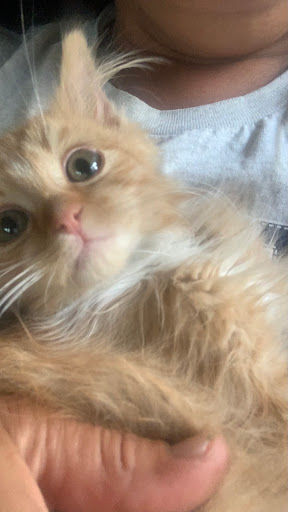 Pet Supply Store «PetSmart», reviews and photos, 1125 Hover St, Longmont, CO 80501, USA