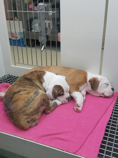 Pet Store «Petland», reviews and photos, 2123 Old Hudson Rd, St Paul, MN 55119, USA