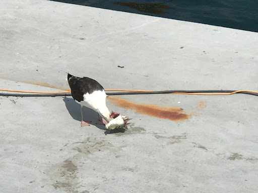 Whale Watching Tour Agency «Cape Ann Whale Watch», reviews and photos, 415 Main St, Gloucester, MA 01930, USA