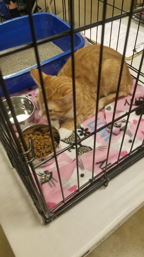 Pet Supply Store «PetSmart», reviews and photos, 4540 Grape Rd, Mishawaka, IN 46545, USA