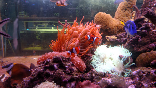 Tropical Fish Store «Jurassic Aquatics & Pets», reviews and photos, 1413 Golden Gate Blvd E, Cleveland, OH 44124, USA