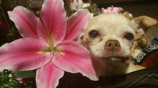 Grocery Store «Safeway», reviews and photos, 16405 CA-116, Guerneville, CA 95446, USA