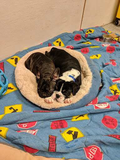 Pet Store «The Dog House», reviews and photos, 120 Hale Rd #1, Manchester, CT 06042, USA