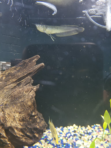 Pet Store «Petland - Ft. Myers», reviews and photos, 7091-13 College Pkwy, Fort Myers, FL 33907, USA