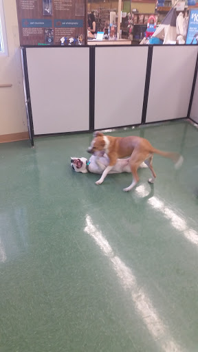 Pet Supply Store «Petco Animal Supplies», reviews and photos, 6416 Carlisle Pike #300, Mechanicsburg, PA 17050, USA