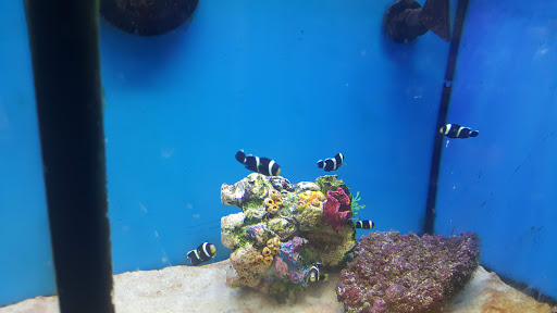 Pet Supply Store «Petco Animal Supplies», reviews and photos, 3055 Columbia Blvd #117, Titusville, FL 32780, USA