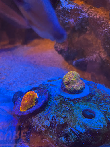 Tropical Fish Store «Fintastic Aquariums», reviews and photos, 3305 NW Main Ave, Jensen Beach, FL 34957, USA