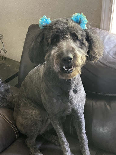 Pet Store «Pet Town», reviews and photos, 51 WA-300, Belfair, WA 98528, USA