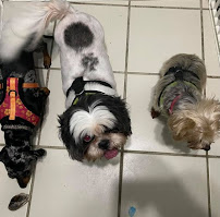 Pet BNB Puerto Rico LLC - Photo 4 - Car repair in Bayamón, Puerto Rico, Bayamón