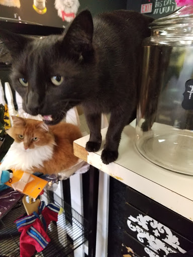 Pet Groomer «Ufuri Pet Salon», reviews and photos, 235 Huron Ave, Port Huron, MI 48060, USA