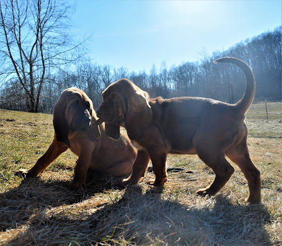 The Dam Lodge Bloodhounds