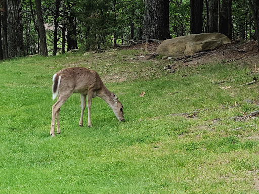 Golf Course «Mountain Greens Golf Course», reviews and photos, 1822 Resort Drive, McGaheysville, VA 22840, USA