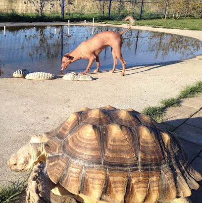 The Tortoise & The Hairless Pet Services
