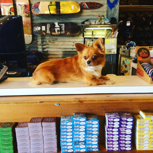 Surf Shop «2 Mile Surf Shop», reviews and photos, 22 Brighton Ave, Bolinas, CA 94924, USA