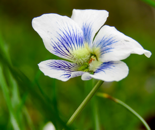 Park «Cave River Valley Park», reviews and photos, 6031-6871 N Cave River Valley Rd, Campbellsburg, IN 47108, USA