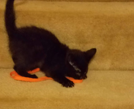 Pet Supply Store «PetSmart», reviews and photos, 4500 Mitchellville Rd, Bowie, MD 20716, USA