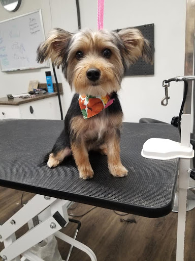 Pet Groomer «The Pet Bow-Tique», reviews and photos, 47 S Central Ave, Oviedo, FL 32765, USA