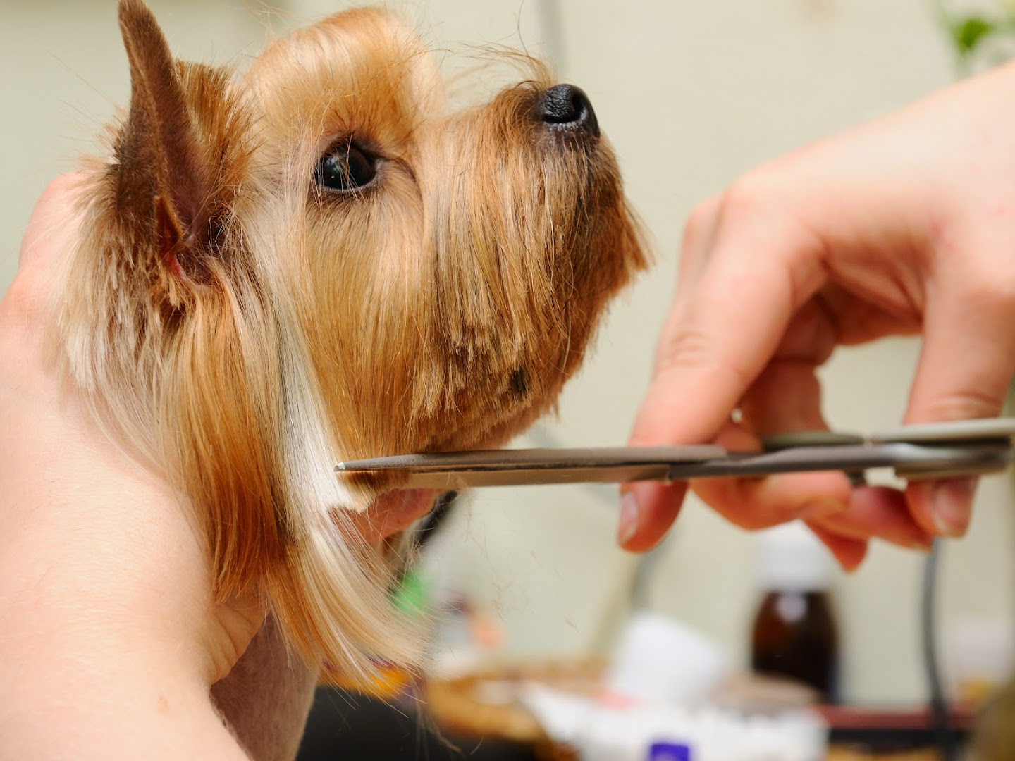 Puppy Love Pet Grooming