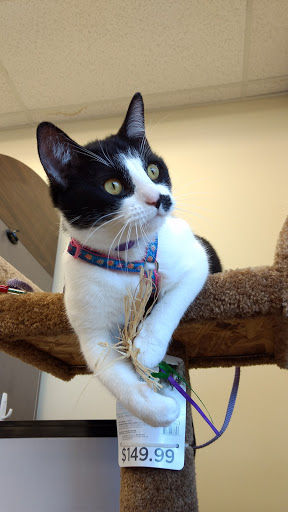 Pet Supply Store «Petco Animal Supplies», reviews and photos, 9687 Kenwood Rd, Blue Ash, OH 45242, USA