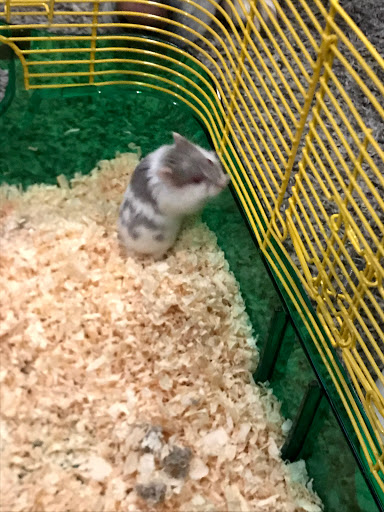 Pet Supply Store «Petco Animal Supplies», reviews and photos, 1450 Twixt Town Rd, Marion, IA 52302, USA