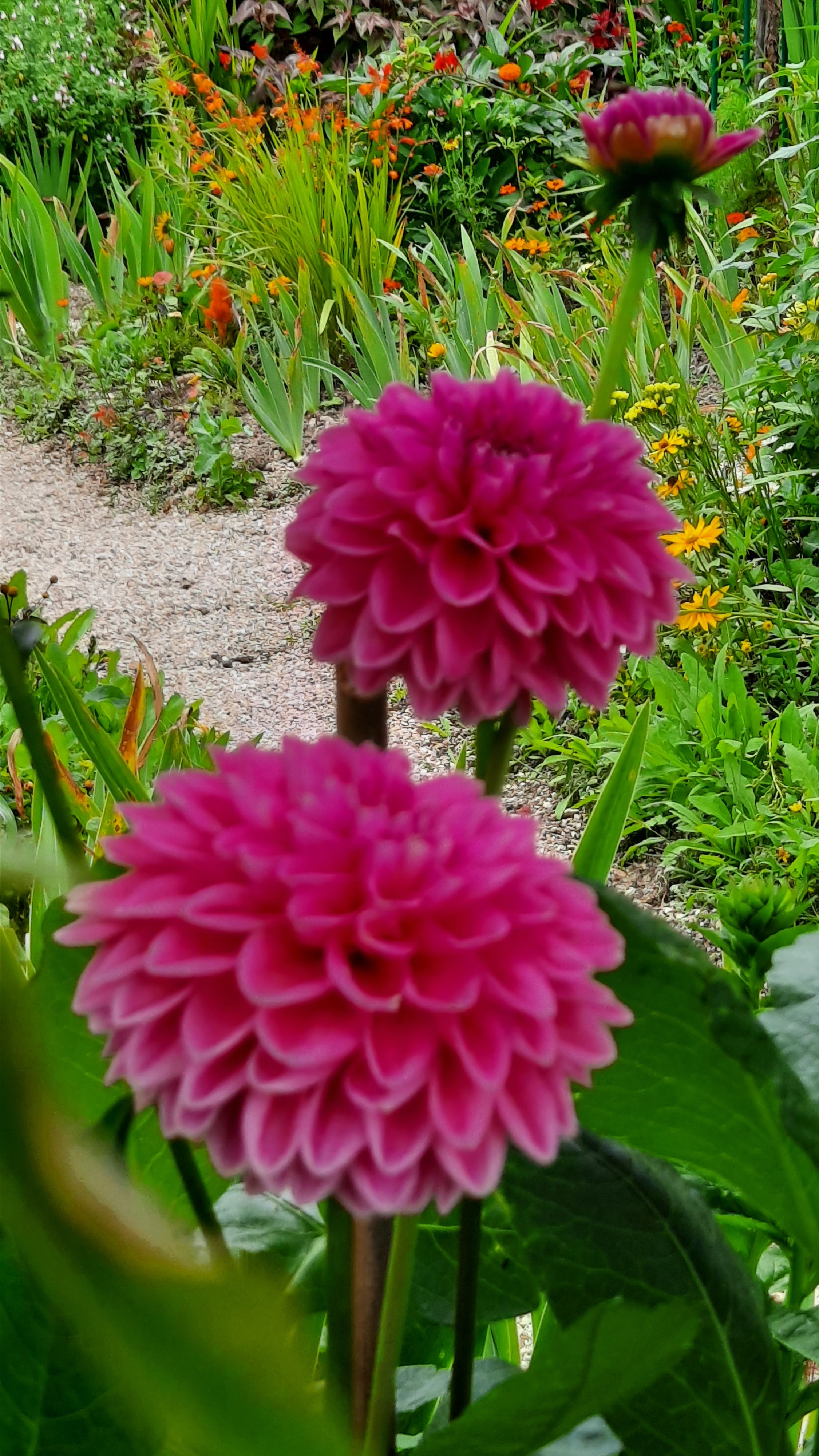 Photo n° 9 de l'avis de Louve.e fait le 22/07/2020 à 08:42