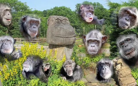 Wales Ape & Monkey Sanctuary image