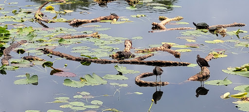 Park «Lake Lily Park», reviews and photos, 900 S Orlando Ave, Maitland, FL 32751, USA