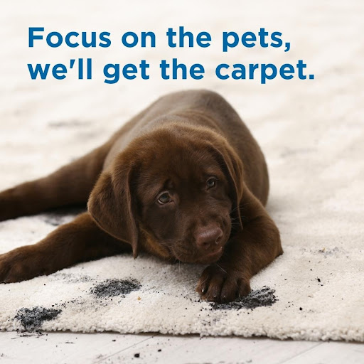 Eco Carpet Pro - Carpet Cleaning Suffolk