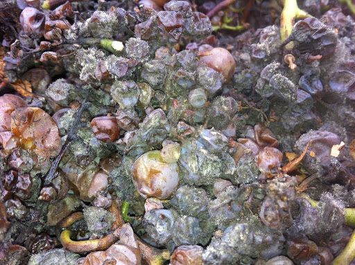 Winery «Stephen & Walker Winery», reviews and photos, 243 Healdsburg Ave, Healdsburg, CA 95448, USA