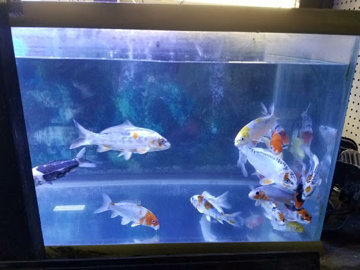 Pet Store «World Wide Pets», reviews and photos, 1307 Fayetteville Rd, Van Buren, AR 72956, USA