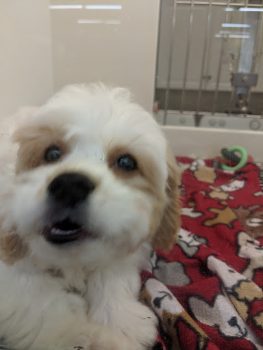 Pet Store «Petland Montgomery», reviews and photos, 7127 Eastchase Pkwy, Montgomery, AL 36117, USA