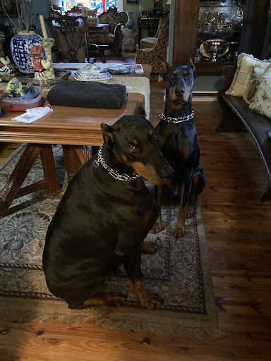 Pet Supply Store «PetSmart», reviews and photos, 842 Dawsonville Hwy, Gainesville, GA 30501, USA