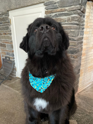 Pet Supply Store «Pet Supply Outlet», reviews and photos, 150 Spaulding Tpke, Portsmouth, NH 03801, USA