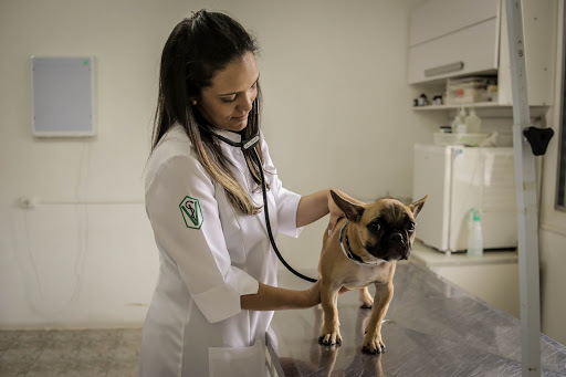 Pet Zen - Veterinary Clinic em São Paulo - SP