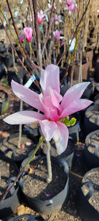 Green Gardens Landscaping & Nursery - Photo 8 - Car repair in Rutland, MA, Worcester