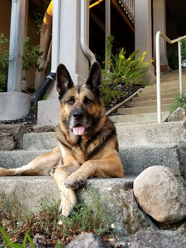 Pet Supply Store «Pet Food Express», reviews and photos, 3610 Mt Diablo Blvd, Lafayette, CA 94549, USA