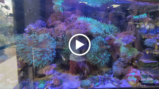 Aquarium Shop «Exotic Aquariums», reviews and photos, 7399 Bird Rd, Miami, FL 33155, USA