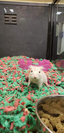 Pet Supply Store «PetSmart», reviews and photos, 1700 Norman Dr #200, Valdosta, GA 31601, USA