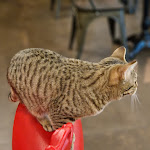 Photo n°3 de l'avis de Elisabetta.a fait le 17/01/2023 à 09:13 sur le  Dr. Cat - Pet Lounge Bistrot à Brescia