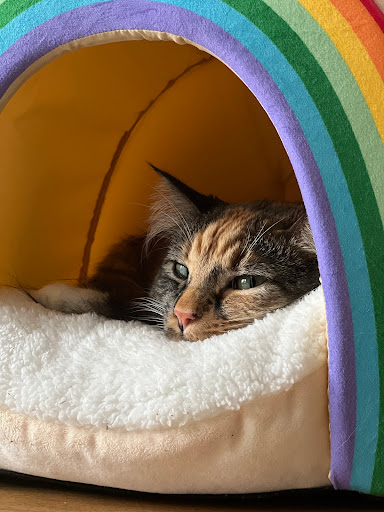 Northbrook Animal Clinic image