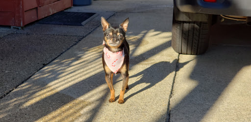 Pet Supply Store «PetSmart», reviews and photos, 88 Dunning Rd, Middletown, NY 10940, USA