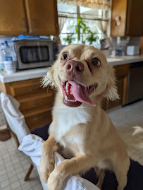 Fetch! Pet Care - Photo 8 - Car repair in , Glendale