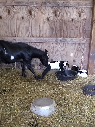 Hotel «Stagecoach Stop», reviews and photos, 7203 US-12, Onsted, MI 49265, USA