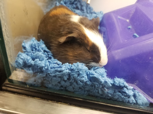 Pet Supply Store «Petco Animal Supplies», reviews and photos, 495 E Lincoln Hwy, New Lenox, IL 60451, USA